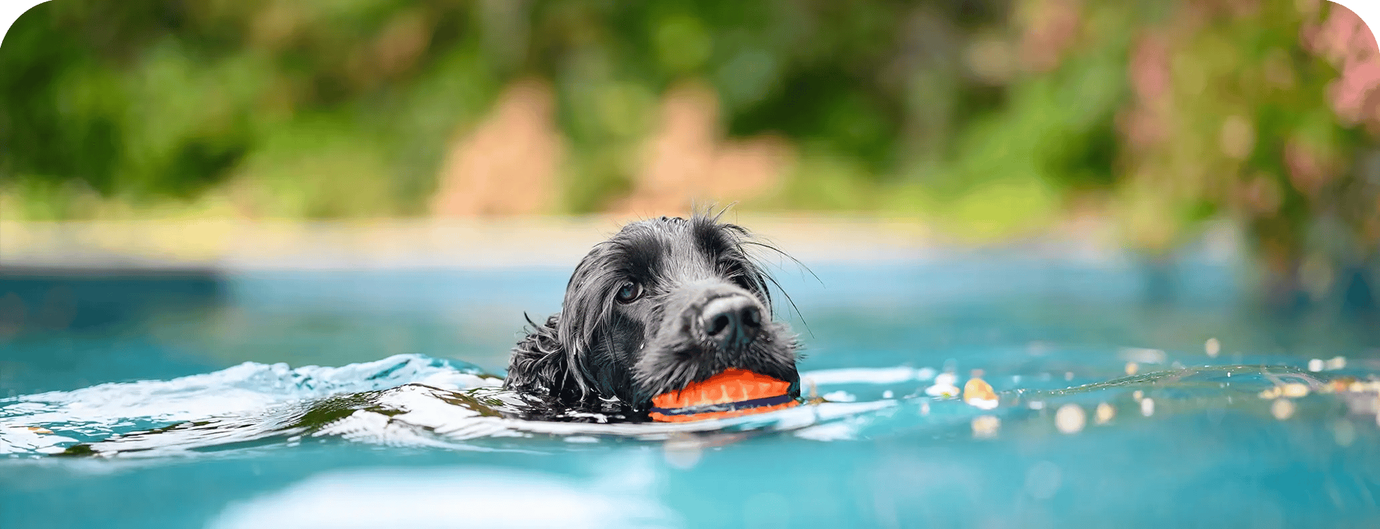 doginpool2 doginpool2