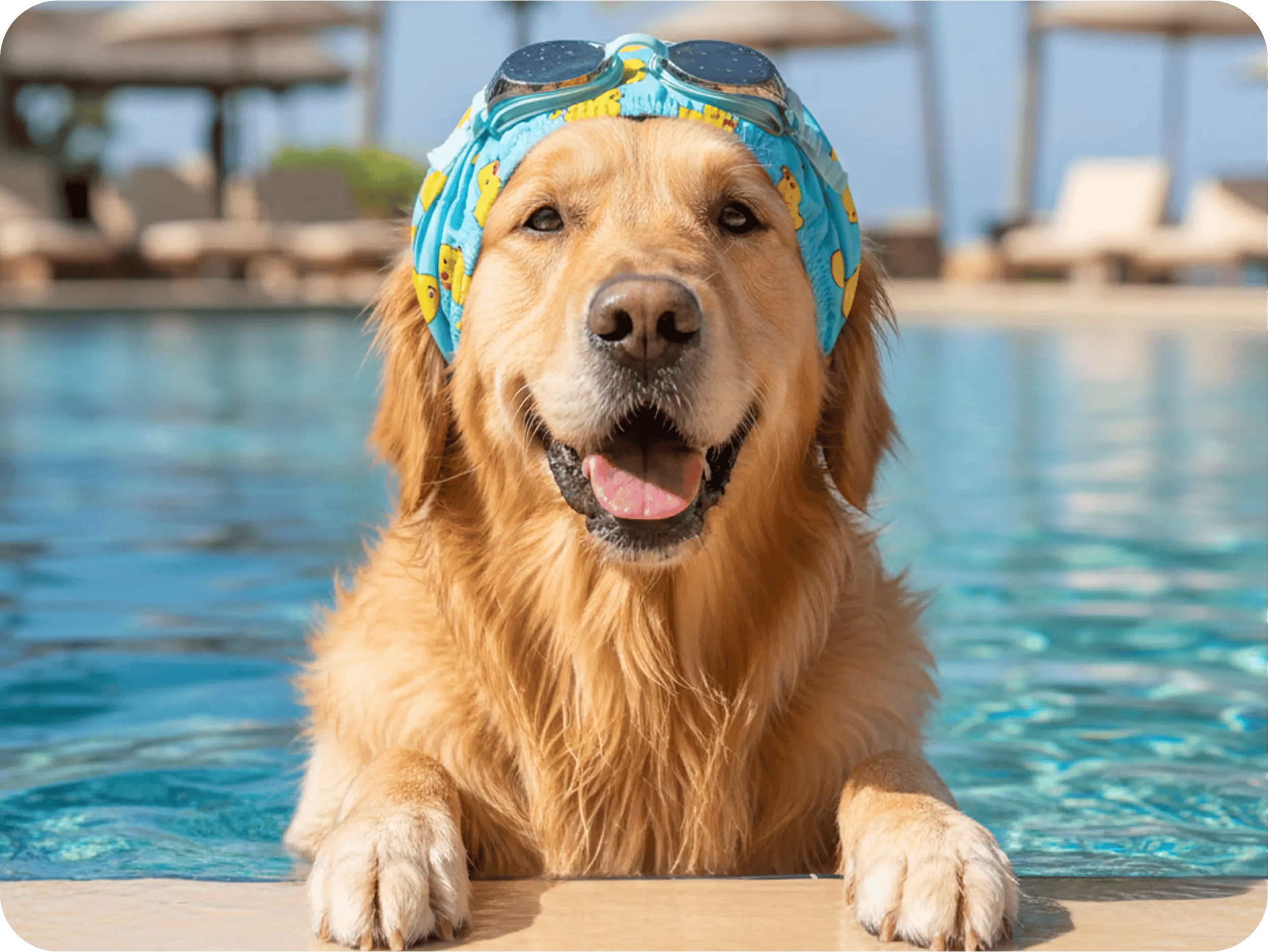 doginswimmingcap