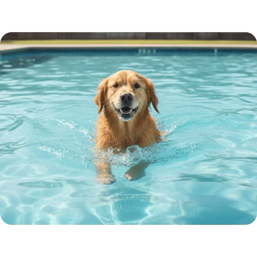 ABOUTPOOLDOG